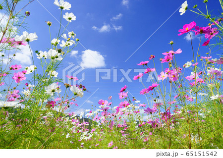 爽快な秋空・野に咲くコスモスー2 爽快な秋空・野に咲くコスモスー2 65151542