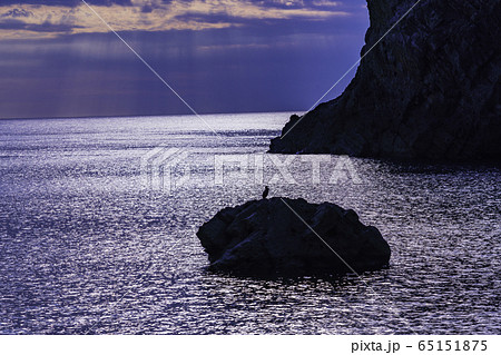 （静岡県）西伊豆　千貫門ビーチ　海鳥　夕景 65151875