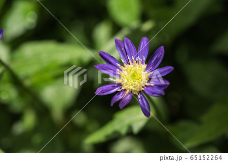 ミヤコワスレ 65152264