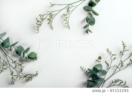 White paper background with eucalyptus and grass herbs on it White paper background with eucalyptus and grass herbs on it 65152293