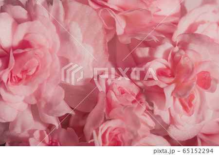 Close up shot of flowers of tuberous begonias Begonia tuberhybrida next to the wall with shadow. Pink background Close up shot of flowers of tuberous begonias Begonia tuberhybrida next to the wall with shadow. Pink background 65152294