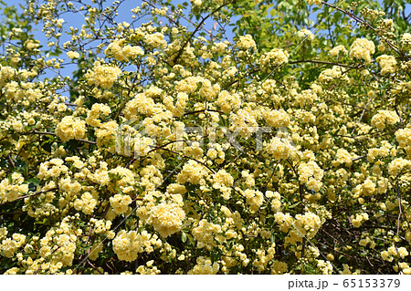 モッコウバラ(木香薔薇) モッコウバラ(木香薔薇) 65153379