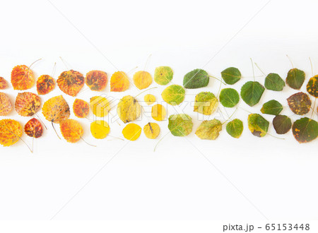 autumn background with orange, red, yellow, green leaves 65153448