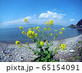 琵琶湖と菜の花　沖島　琵琶湖 65154091