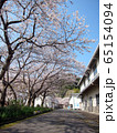 沖島の桜並木　桜のトンネル 65154094