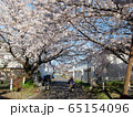 沖島の桜並木　桜のトンネル 65154096