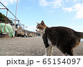 沖島の猫　青空と猫 65154097
