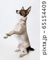 Dog Parson Russell Terrier stands on its hind legs. Studio shot 65154409