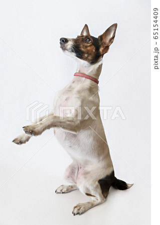 Dog Parson Russell Terrier stands on its hind legs. Studio shot 65154409