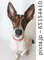 Parson russell terrier dog with erect ears. 65154410