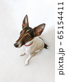 Parson russell terrier dog with erect ears. 65154411