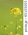 菜の花 65155055