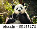 Oil painting of giant panda bear in China 65155178