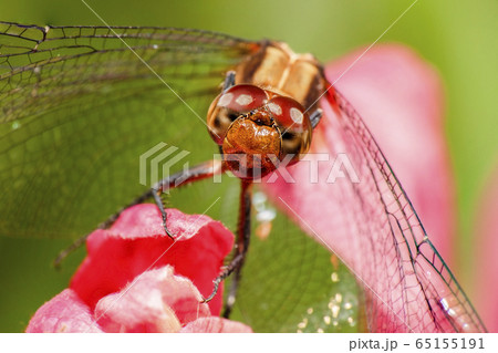 Dragonfly 65155191