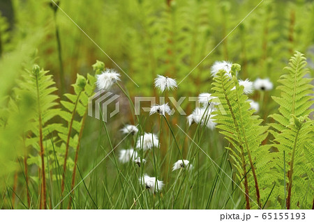 初夏の花咲く駒止湿原 65155193