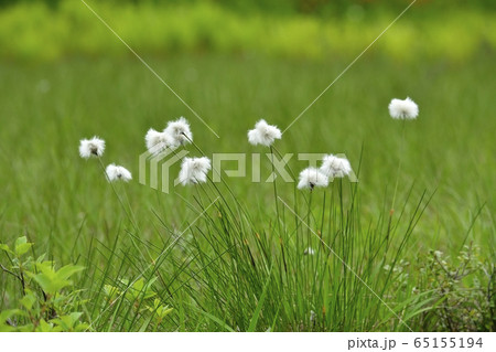 初夏の花咲く駒止湿原 初夏の花咲く駒止湿原 65155194