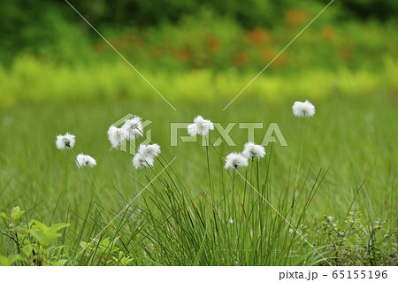 初夏の花咲く駒止湿原 初夏の花咲く駒止湿原 65155196
