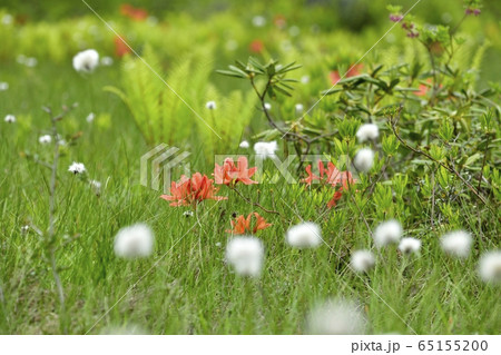 初夏の花咲く駒止湿原 65155200