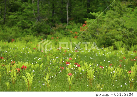 初夏の花咲く駒止湿原 65155204