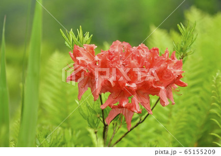 初夏の花咲く駒止湿原 65155209