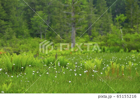初夏の花咲く駒止湿原 65155216