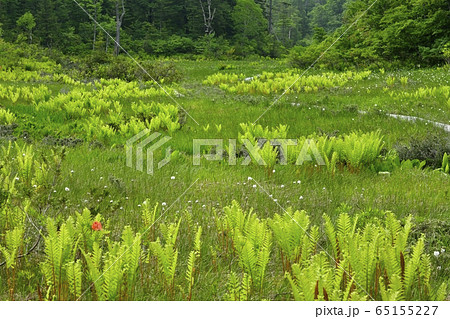 初夏の花咲く駒止湿原に木道 65155227