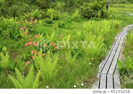 初夏の花咲く駒止湿原に木道 初夏の花咲く駒止湿原に木道 65155228