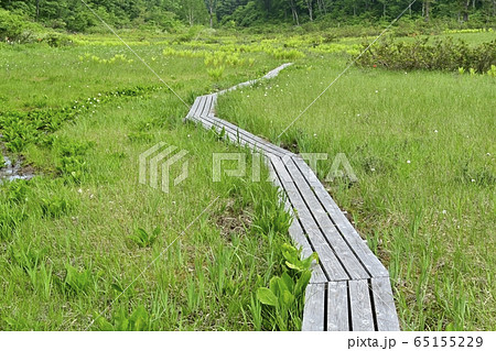 初夏の花咲く駒止湿原に木道 65155229