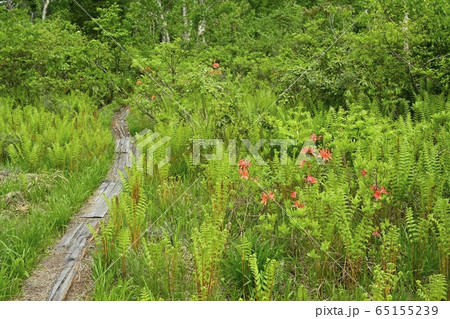 初夏の花咲く駒止湿原に木道 65155239