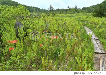 初夏の花咲く駒止湿原に木道 65155240