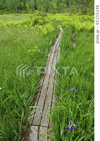 初夏の花咲く駒止湿原に木道の写真素材