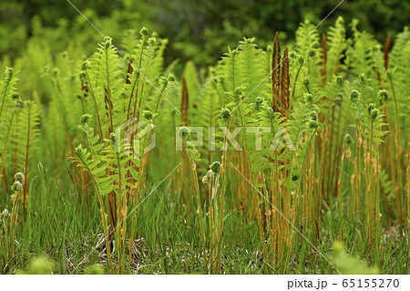 初夏の駒止湿原 初夏の駒止湿原 65155270