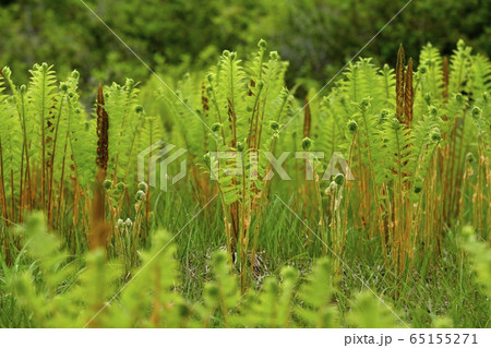 初夏の駒止湿原 65155271