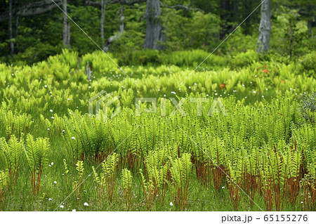 初夏の花咲く駒止湿原 65155276