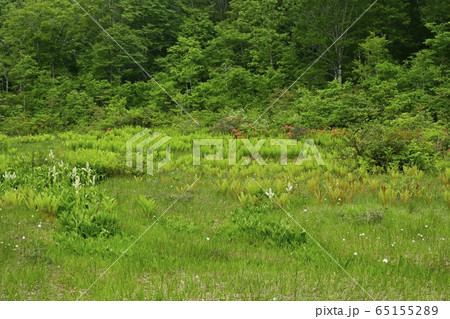 初夏の花咲く駒止湿原 65155289