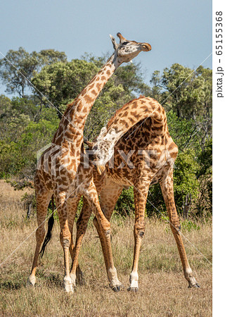 Two Masai giraffe stand necking near trees 65155368