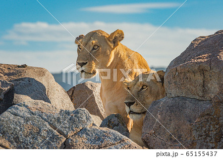 Two lionesses lie and sit on rocks Two lionesses lie and sit on rocks 65155437