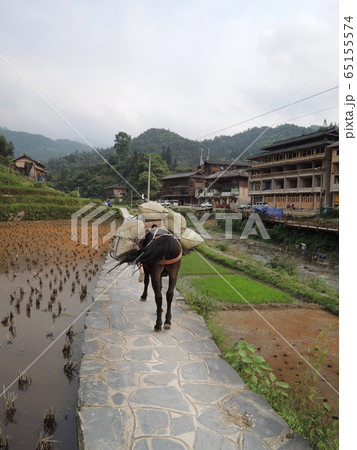 中国　貴州省　西江 65155574