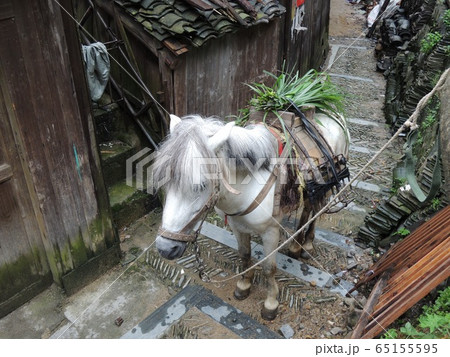 中国　貴州省　西江 65155595