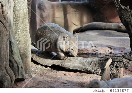 ウォンバット 65155877