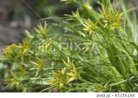 Yellow star-of-Bethlehem (Gagea lutea) flowers in Yellow star-of-Bethlehem (Gagea lutea) flowers in 65156188