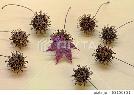 モミジバフウと可愛いモミジ モミジバフウと可愛いモミジ 65156351