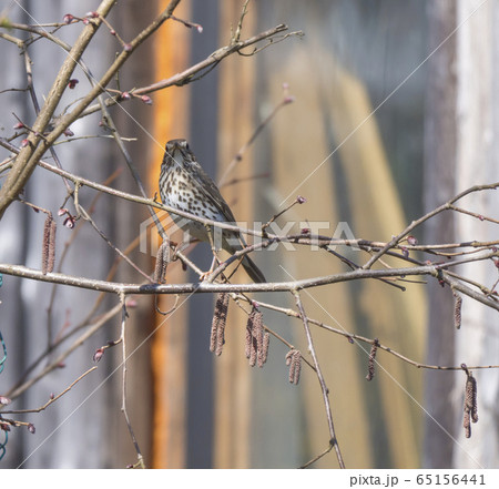 Close up song thrush, Turdus philomelos bird perched in shrub bare tree branches, selective focus, copy space. 65156441