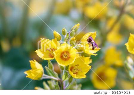 Yellow bells flowers of Lysimachia punctata, dotted loosestrife, 65157013
