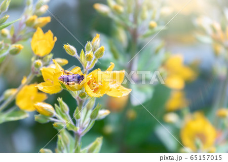 A bee collects nectar from yellow flowers of dotted loosestrife, A bee collects nectar from yellow flowers of dotted loosestrife, 65157015