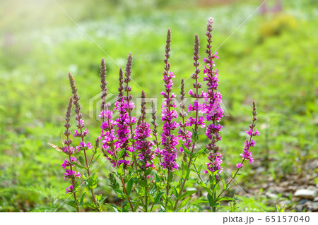 Summer Flowering Purple Loosestrife 65157040