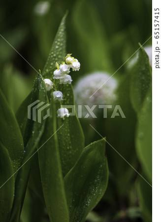 植物 植物 65157415