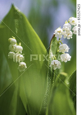 植物 植物 65157425