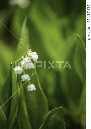 植物 植物 65157437