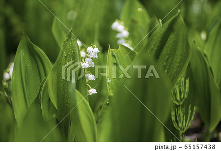 植物 植物 65157438